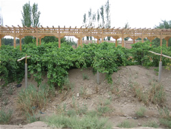 Economic Transition Report on Xinjiang’s Development
