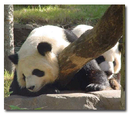 Zoo Atlanta: Conserving Giant Pandas through Research and Education